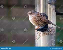 Attēlu rezultāti vaicājumam “Prunella modularis adult”