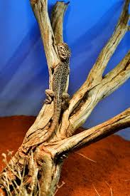 Image result for Central Weald Dragons