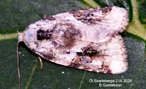 Attēlu rezultāti vaicājumam “Pseudeustrotia candidula”