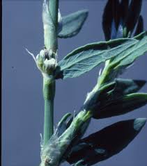 Attēlu rezultāti vaicājumam “Polygonum aviculare leaf”
