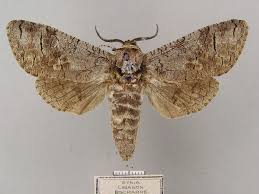 Attēlu rezultāti vaicājumam “Cossus cossus”