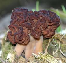 Attēlu rezultāti vaicājumam “Gyromitra esculenta”