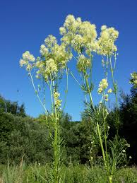 Attēlu rezultāti vaicājumam “Thalictrum lucidum”