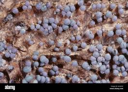 Attēlu rezultāti vaicājumam “Physarum penetrale macro”