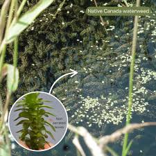Attēlu rezultāti vaicājumam “Hydrilla verticillata leaf”