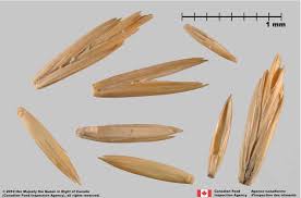 Attēlu rezultāti vaicājumam “Elytrigia repens subsp. arenosa”