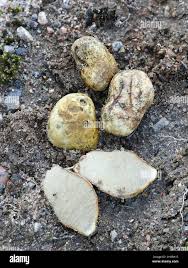 Attēlu rezultāti vaicājumam “Rhizopogon luteolus”