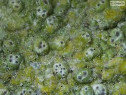 Attēlu rezultāti vaicājumam “Pertusaria pertusa”