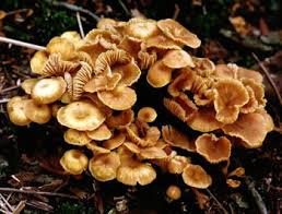 Attēlu rezultāti vaicājumam “Xeromphalina campanella”