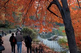 Bildergebnis für Fall…