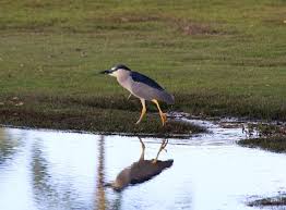 Image result for Nycticorax nycticorax