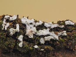 Attēlu rezultāti vaicājumam “Badhamiopsis sp.”