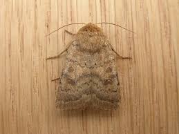 Attēlu rezultāti vaicājumam “Hoplodrina octogenaria”