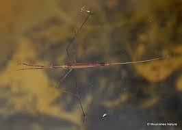 Attēlu rezultāti vaicājumam “Ranatra linearis”