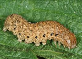 Attēlu rezultāti vaicājumam “Noctua fimbriata”