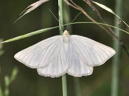 Attēlu rezultāti vaicājumam “Siona lineata”