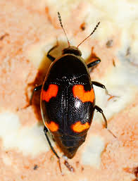 Attēlu rezultāti vaicājumam “Scaphidium quadrimaculatum”