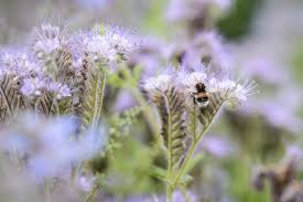Attēlu rezultāti vaicājumam “Phacelia tanacetifolia flower”
