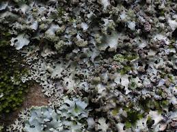 Attēlu rezultāti vaicājumam “Lentaria epichnoa”