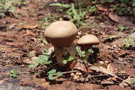 Image result for macrocybe titans