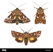 Attēlu rezultāti vaicājumam “Anarta myrtilli”