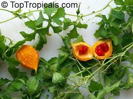 Attēlu rezultāti vaicājumam “Carlina biebersteinii fruit”