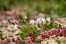 Attēlu rezultāti vaicājumam “Dianthus arenarius flower”