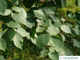 Attēlu rezultāti vaicājumam “Ulmus laevis leaf”