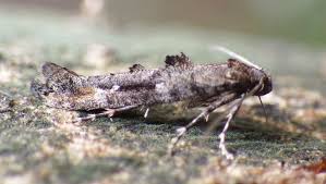 Attēlu rezultāti vaicājumam “Epermenia falciformis”