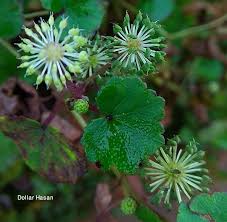 Attēlu rezultāti vaicājumam “Hydrocotyle vulgaris flower”