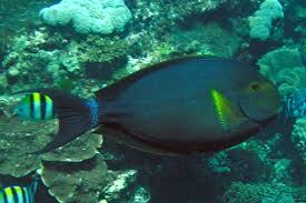 Image result for Acanthurus xanthopterus