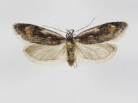 Attēlu rezultāti vaicājumam “Semioscopis oculella”