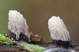 Attēlu rezultāti vaicājumam “Stemonitis lignicola spores”