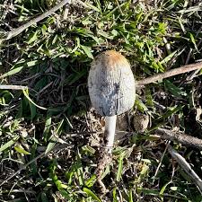 Attēlu rezultāti vaicājumam “Coprinus sp.”