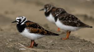 Attēlu rezultāti vaicājumam “Arenaria interpres”