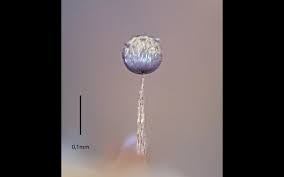 Attēlu rezultāti vaicājumam “Cribraria purpurea stalked”