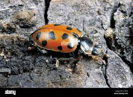 Attēlu rezultāti vaicājumam “Hippodamia tredecimpunctata”