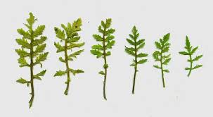 Attēlu rezultāti vaicājumam “Rorippa sylvestris”