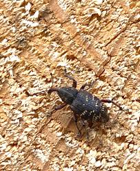 Attēlu rezultāti vaicājumam “Hylobius abietis”