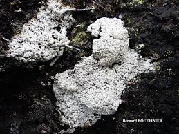 Attēlu rezultāti vaicājumam “Pertusaria amara”