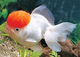 Image result for 金魚