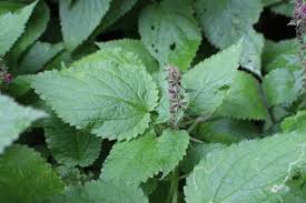 Attēlu rezultāti vaicājumam “Stachys sylvatica leaf”
