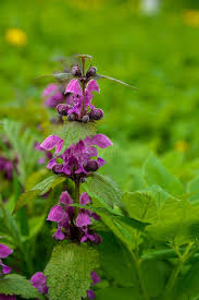 Attēlu rezultāti vaicājumam “Lamium purpureum flower”