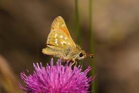 Attēlu rezultāti vaicājumam “Hesperia comma underside”