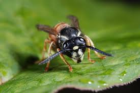 Attēlu rezultāti vaicājumam “Vespula rufa”