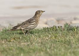 Image result for Anthus cervinus