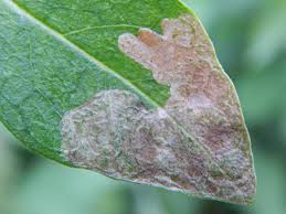 Attēlu rezultāti vaicājumam “Gracillaria syringella larva”