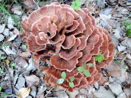 Image result for Podoscypha multizonata