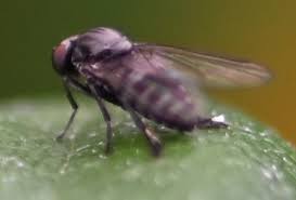 Attēlu rezultāti vaicājumam “Platypezidae”