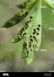Attēlu rezultāti vaicājumam “Tranzschelia anemones”